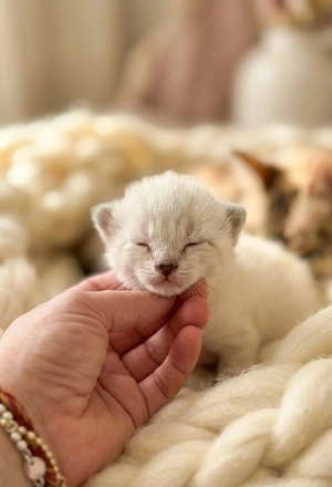 Ein kleines Schneeleoparden-Wunder sucht sein Zuhause   