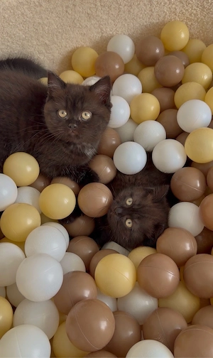 "BKH Kitten in Chocolate" 1 Kater sucht noch ein Zuhause