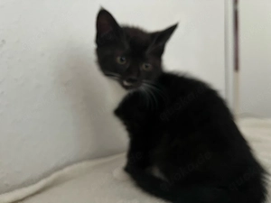 BKH-Ragdoll Mix Kitten 