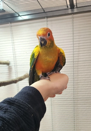 Junge Sonnensittich Henne(weiblich) abzugeben.....(Sittich,Papagei,Handaufzucht,Kleinpapagei,vogel))