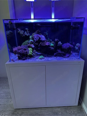komplettes meerwasseraquarium mit viel zubehör