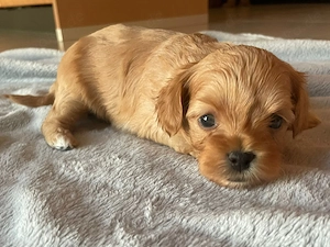Maltipoo Malteser-Pudel Welpe apricot braun Rüde aus liebevoller Familienaufzucht sucht sein Zuhause