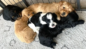 Kleine Maltipoo-Welpen suchen ihr Herzenszuhause 