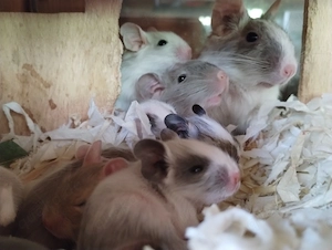 Super süßer Degu Nachwuchs:fast alle Farben:Schoko-Schecken,Lilac,Creme suchen demnächst Heugeber!