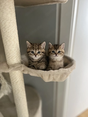 2 Bkh Kitten, Geschwisterchen 