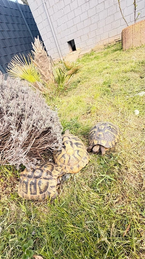 Grieschiche Landschildkröten THB mit Cites 