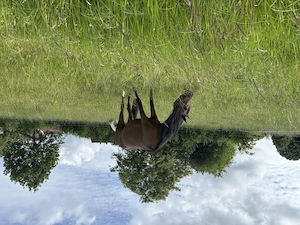 Offenstallplatz frei 