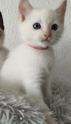 SiamKatze  (Red Point)