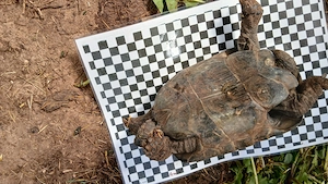 Maurische Landschildkröten