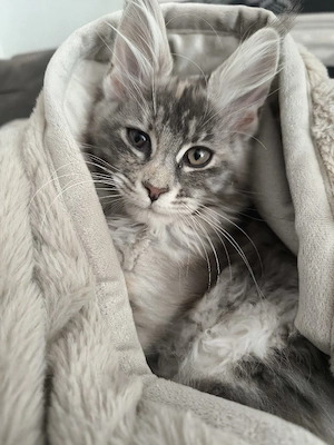 Maine-Coon Kätzchen   liebevolles, menschenbezogenes Mädchen sucht Zuhause    Bild 5