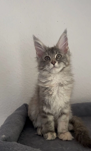 Maine-Coon Kätzchen   liebevolles, menschenbezogenes Mädchen sucht Zuhause    Bild 6