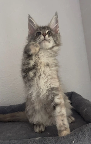 Maine-Coon Kätzchen   liebevolles, menschenbezogenes Mädchen sucht Zuhause    Bild 7