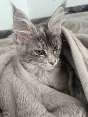 Maine-Coon Kätzchen   liebevolles, menschenbezogenes Mädchen sucht Zuhause    Bild 4