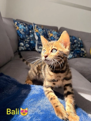 Wunderschöne Bengal Kitten suchen ein Zuhause