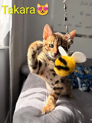 Wunderschöne Bengal Kitten suchen ein Zuhause