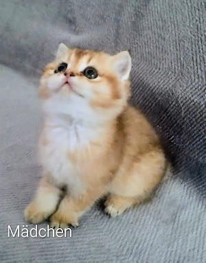 BKH  Kitten mit Stammbaum  zwei Mädchen.