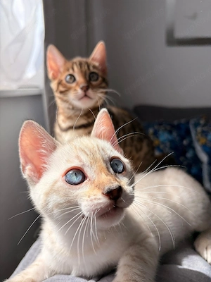 Wunderschöne Bengal Kitten suchen ein Zuhause
