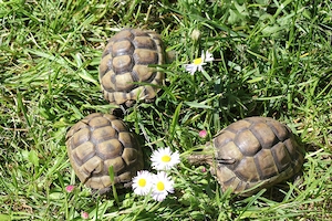 Maurische Landschildkröten