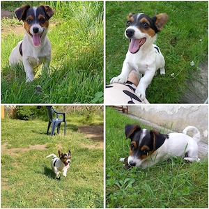 Jackrussel-Pinscher mix welpe 