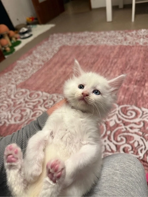     Reinrassiger Maine Coon Kater wunderschön & abgabebereit