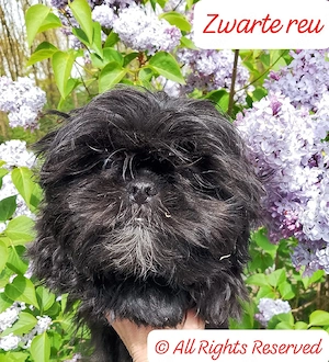 wonderschone Shih Tzu welpen 
