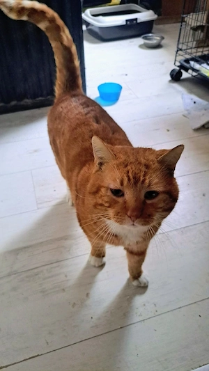 Katerchen sucht Liebe