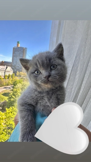 Wir geben unser süßes Britisch Kurzhaar Kitten  Nino  in liebevolle Hände ab.