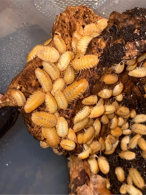 Armadillidium pallasii orange, 100 Stück 50,- , Rollassel, Assel