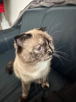 eine katze in liebe hände abzugeben