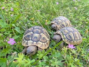 Griechische Landschildkröten aus Rhein-Main
