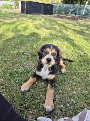 beaglemix sucht sein Zuhause 