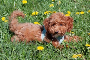 Filly - 4 Monate - Zwergpudel - Tierhilfe Franken e.V.  Bild 10