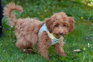 Filly - 4 Monate - Zwergpudel - Tierhilfe Franken e.V.  Bild 4