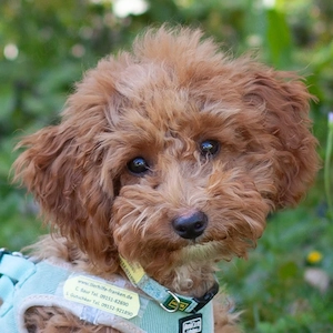 Filly - 4 Monate - Zwergpudel - Tierhilfe Franken e.V. 