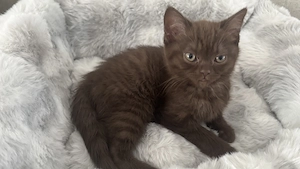 BKH Kitten in Braun suchen neues zu Hause 