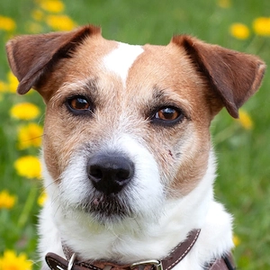 McBruno - 7 Jahre - Parson Jack Russell - Tierhilfe Franken e.V.