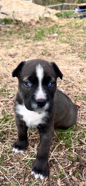 Hübscher rüde mit blauen Augen bereit für seine Familie 