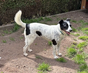 Tolle Mila sucht ein Zuhause