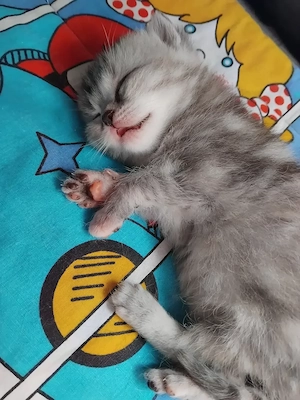 Liebevolle babys sind da 