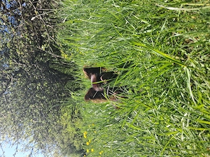 Chihuahua Mädchen braun 14 Monate