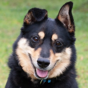 Ricky - 6 Jahre - Mix - Tierhilfe Franken e.V.