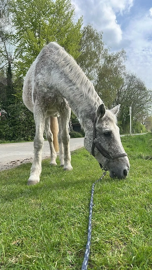 Pflegebeteiligung gesucht mit Option auf RB