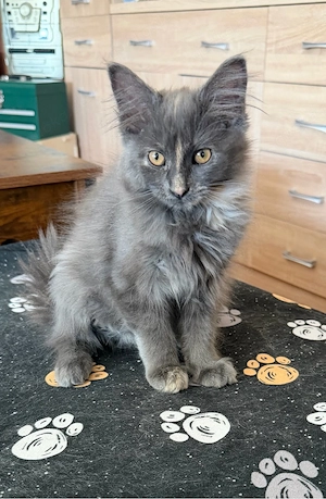 nur noch diese Maine Coon Torti Mädchen
