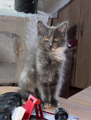 nur noch diese Maine Coon Torti Mädchen Bild 9