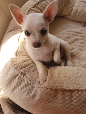 Chihuhahua Welpen   Pomchi