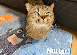 BKH Britisch Kurzhaar Kitten 