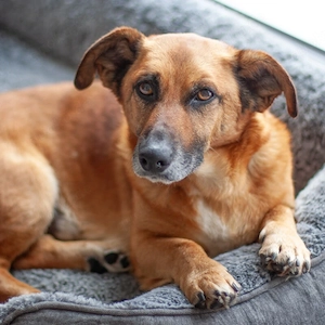 Bambi - 6 Jahre - Mix - Tierhilfe Franken e.V.