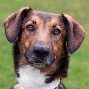 Belko - 3 Jahre - Mix - Tierhilfe Franken e.V.