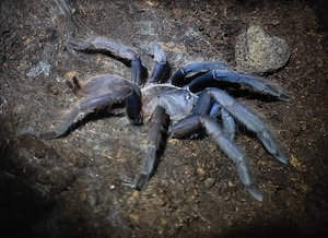 0.1 Chilobrachys Vietnam blue subadult