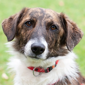 Juanito - 1 Jahr - Mix - Tierhilfe Franken e.V.